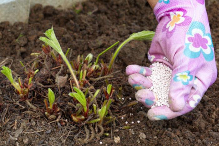 การให้อาหารสตรอเบอร์รี่