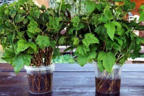 การขยายพันธุ์โดยการปักชำ