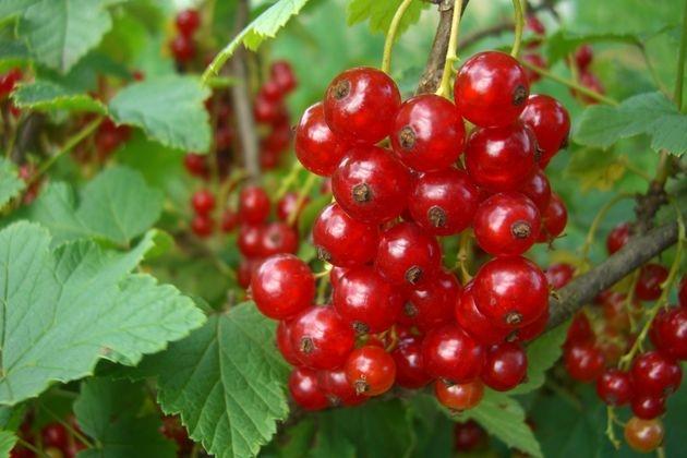 ลูกเกดแดง