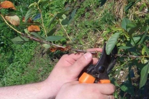 การรดน้ำสตรอเบอร์รี่