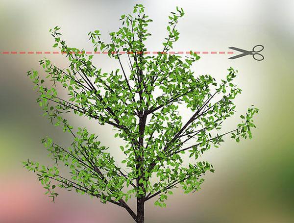 การตัดแต่งกิ่งต้นเชอร์รี่
