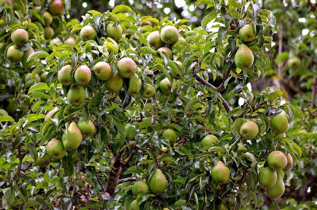 entretien des cultures