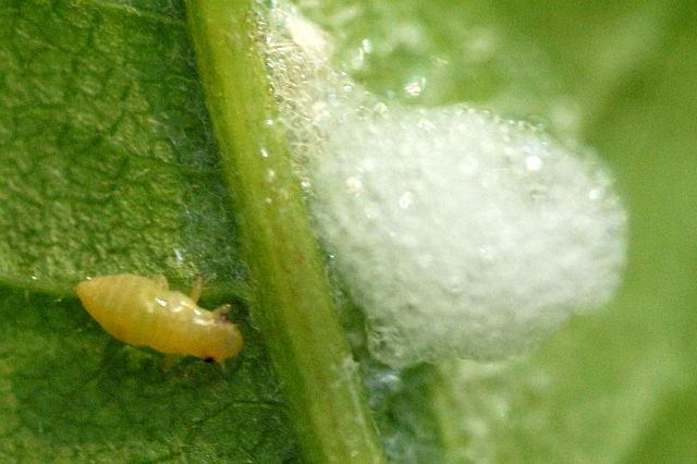 ตั๊กแตนน้ำลายไหลบนสตรอเบอร์รี่