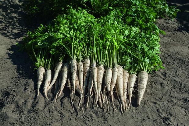 ผักชีฝรั่งจำนวนมาก