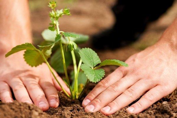 การปลูกสตรอเบอร์รี่