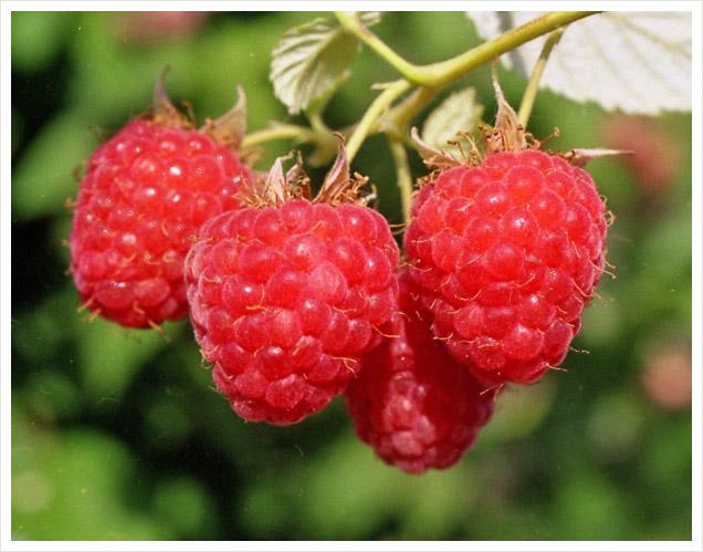 ราสเบอร์รี่ซันไชน์