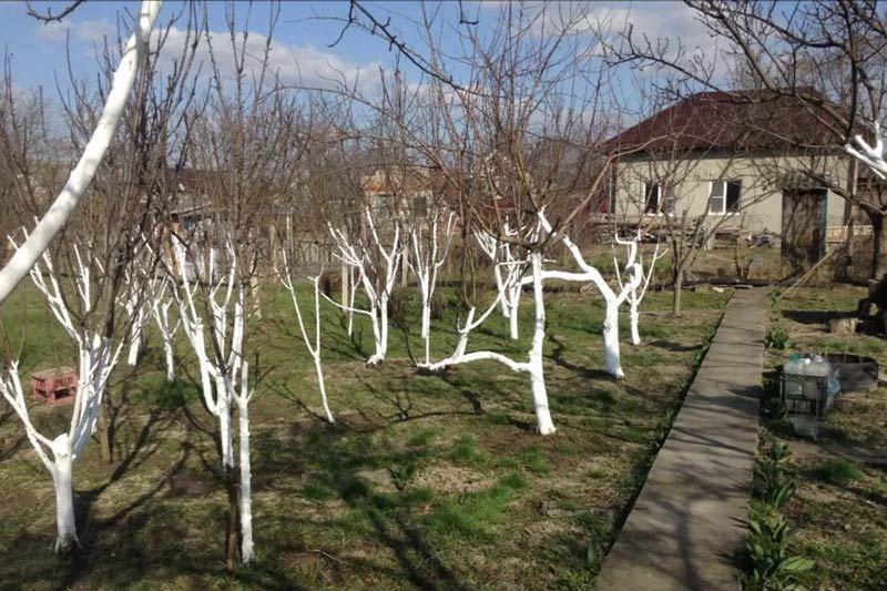 การฟอกขาวลูกพลัม