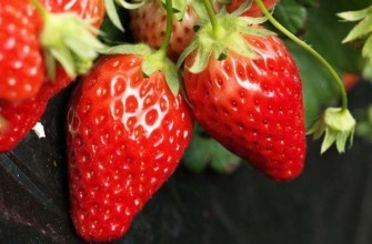 สตรอเบอร์รี่สุก