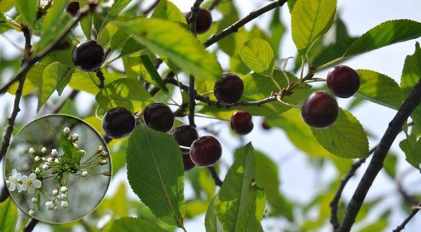 ต้นพลัม