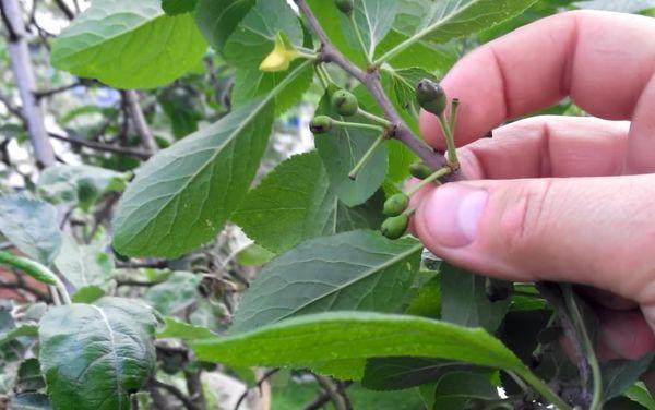 ผลไม้เน่าเสีย