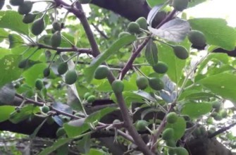 ต้นพลัม