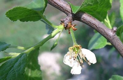 รังไข่พลัม