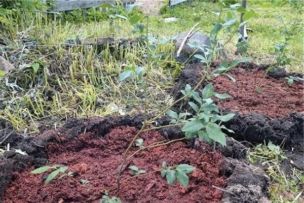 plantation de bleuets