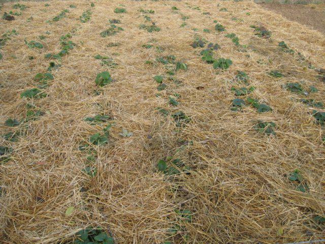 สตรอเบอร์รี่ฤดูหนาว