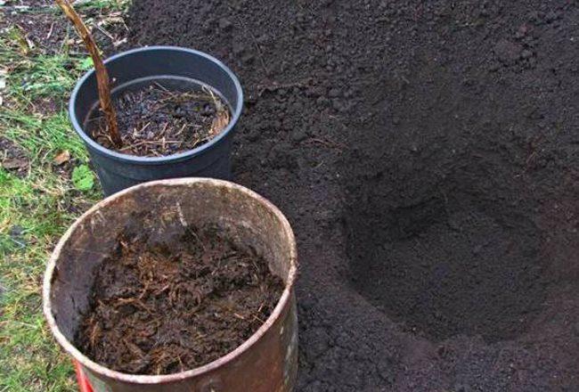 หลุมปลูก