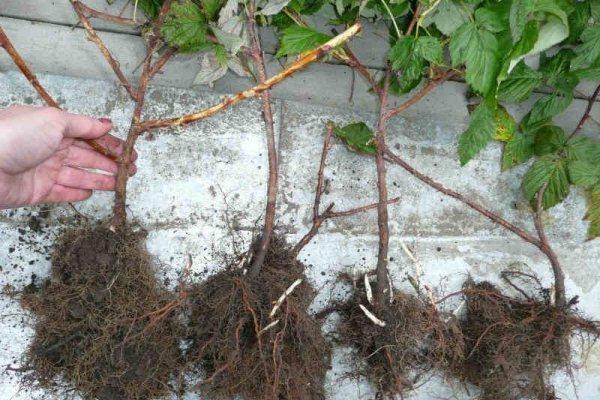 การปลูกราสเบอร์รี่