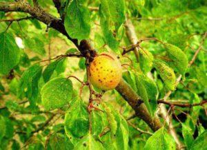 ปุ๋ยอะไรดีที่สุดสำหรับแอปริคอตในช่วงฤดูร้อน ควรใส่ปุ๋ยอย่างไรและใส่ปุ๋ยอะไร?