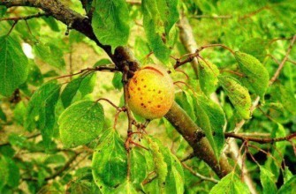 ต้นแอปริคอต