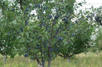 ต้นพลัม