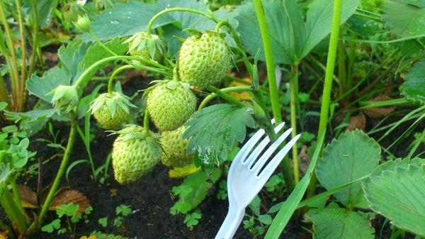 ที่รองรับส้อม