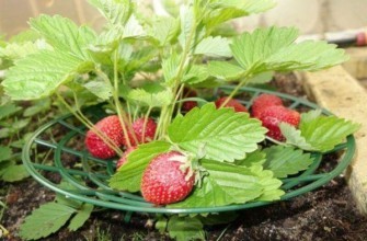 ร้านขายสตรอเบอร์รี่