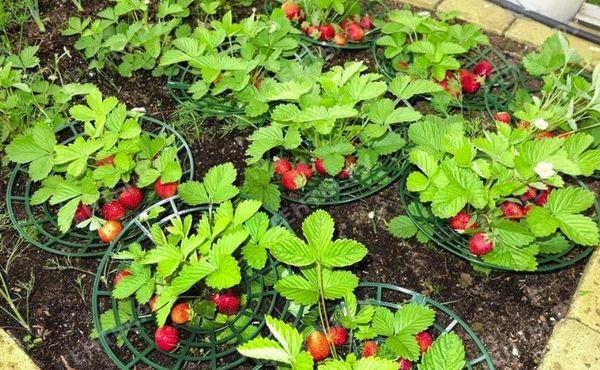 การปลูกสตรอเบอร์รี่