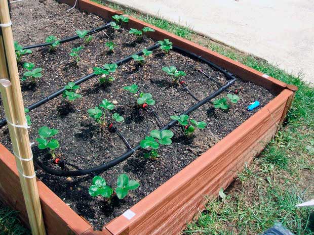 ระบบน้ำหยดสำหรับสตรอเบอร์รี่