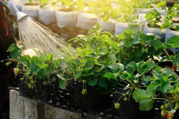 การรดน้ำสตรอเบอร์รี่