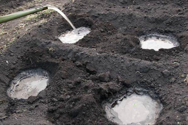 การปลูกหลุม