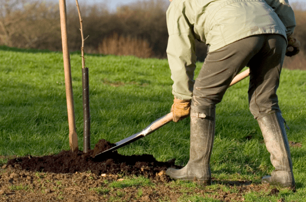 entretien des prunes
