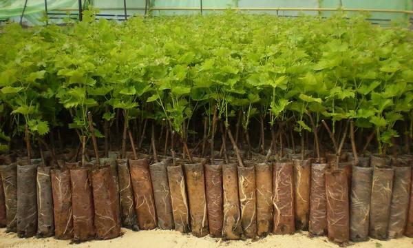 cultiver des groseilles