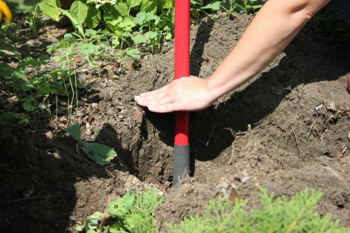 หลุมปลูกราสเบอร์รี่