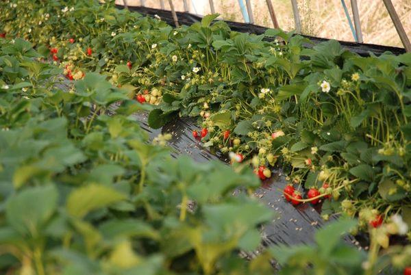 cultiver des fraises