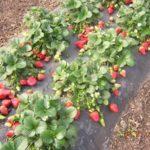 ต้นสตรอเบอร์รี่