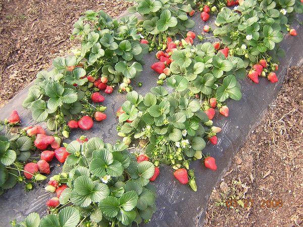 buissons de fraises