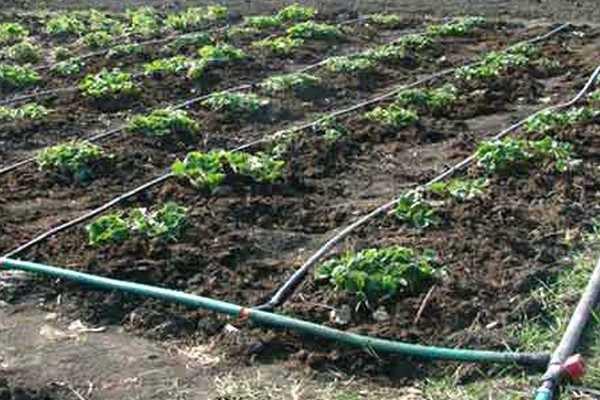 การรดน้ำสตรอเบอร์รี่