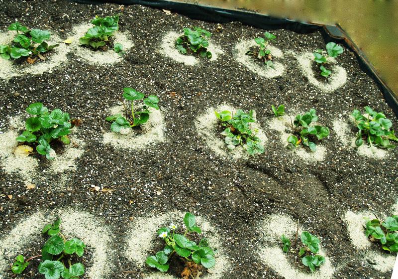 สตรอว์เบอร์รี่ โรซาน่า