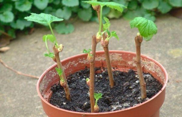 การขยายพันธุ์ลูกเกด