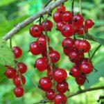 ลูกเกดแดง