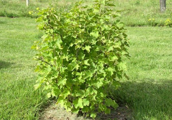 การคลุมดิน