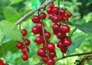 คำแนะนำทีละขั้นตอนในการปลูก ดูแล และขยายพันธุ์ลูกเกดแดง