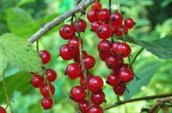 ลูกเกดแดง