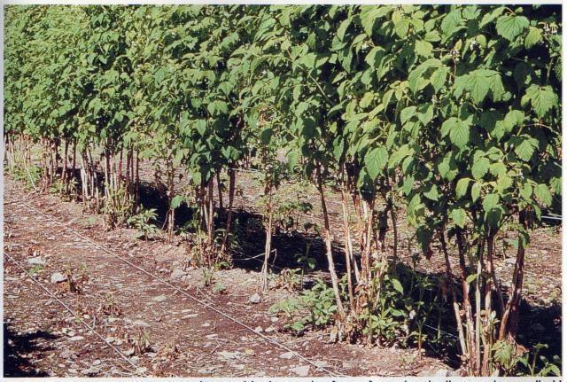 วิธีการปลูก