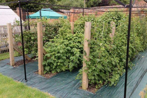 บนโครงตาข่าย