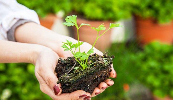 ผักชีฝรั่งในมือ