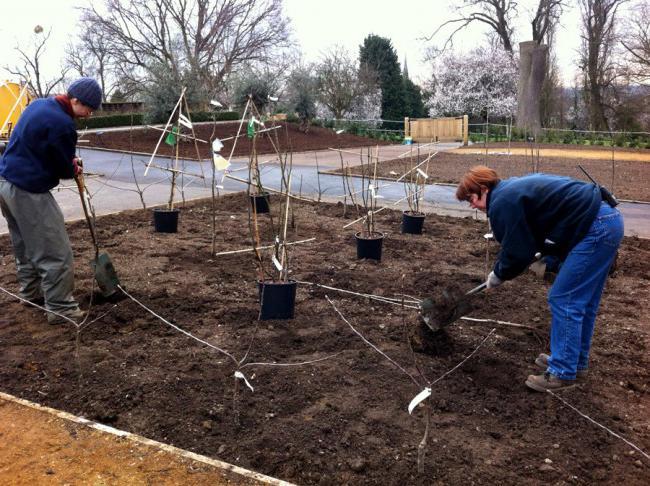 planter un jardin de cerisiers colonnaires