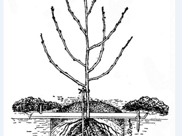 การปลูกในดิน