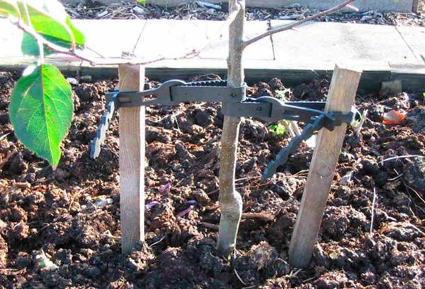 การปลูกลูกแพร์แบบเสา