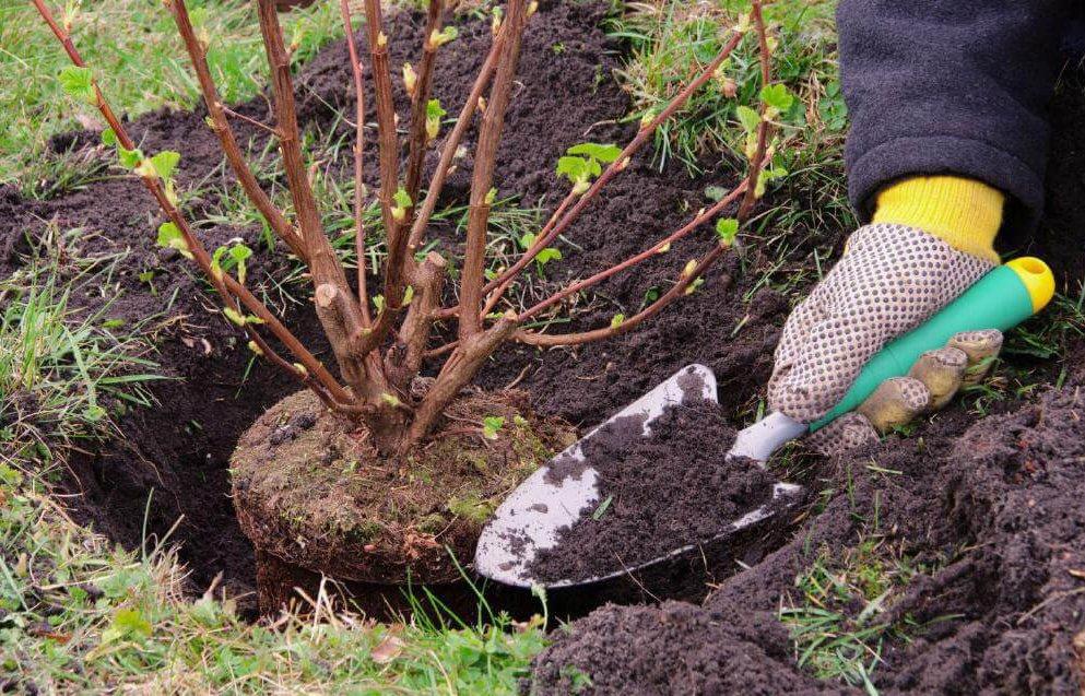 การปลูกเอลเดอร์เบอร์รี่