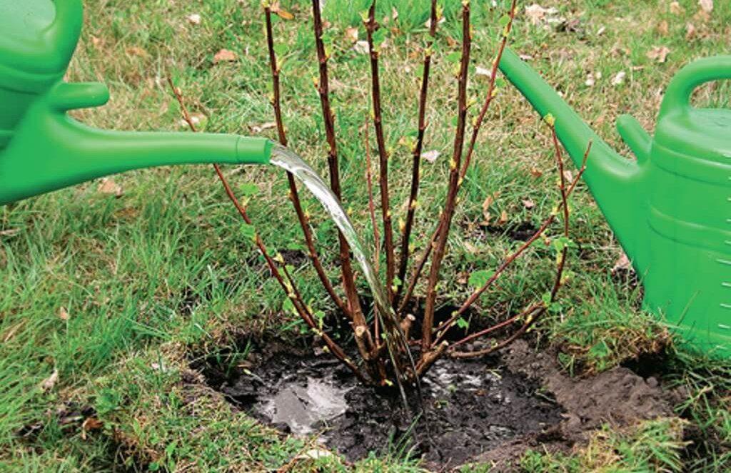 การรดน้ำและการใส่ปุ๋ย